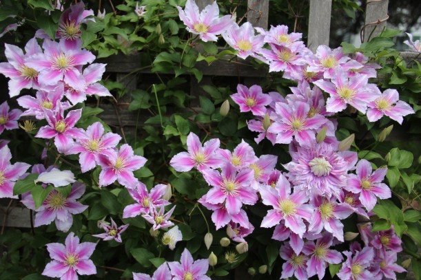 Imported Photos 01206