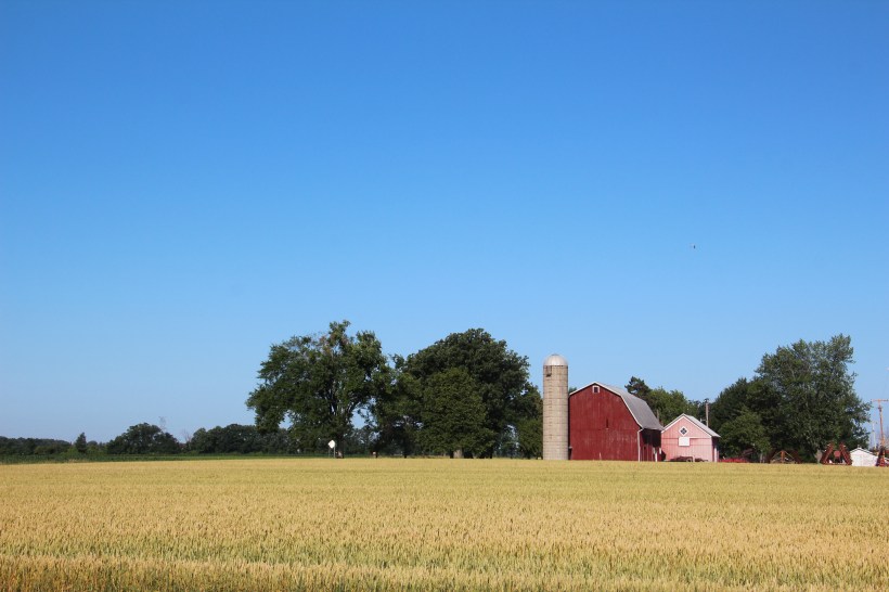 Amber waves of grain.