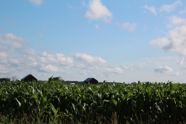 Corn is knee high by the 4th of July.