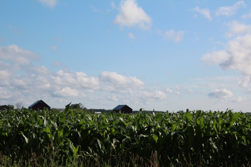 Corn is knee high by the 4th of July.