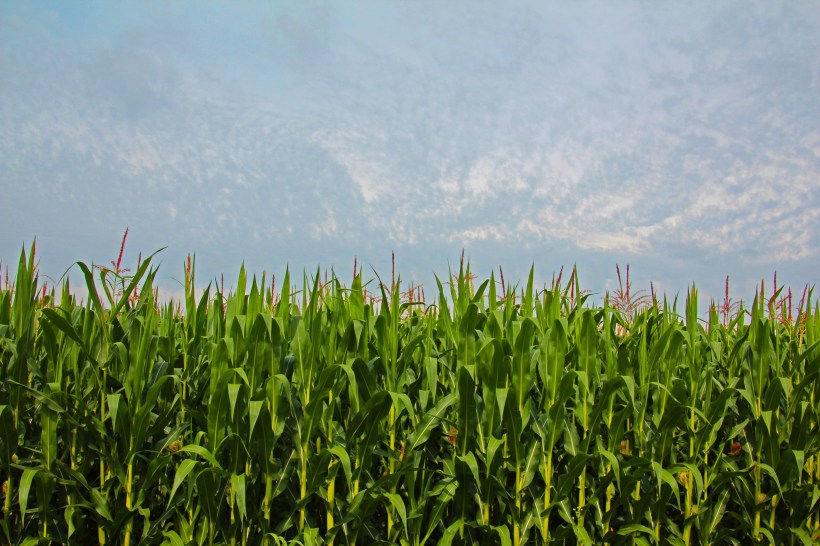 July cornfields reach for the sky.