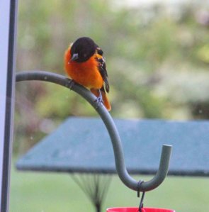 Mr. Oriole comes for grape jelly.
