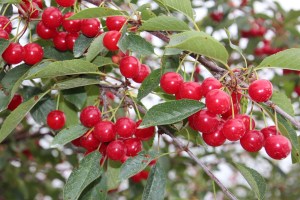 Looks like a good year for cherries.