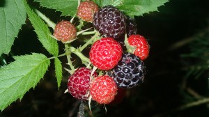 Ripening black raspberries.