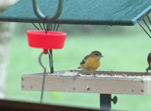 Mrs. Oriole visits for a snack.