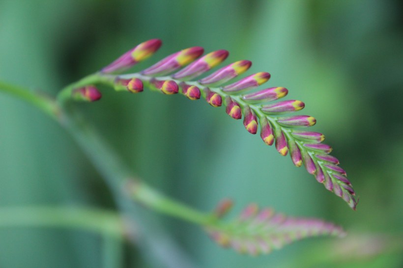 Will be bright red soon!