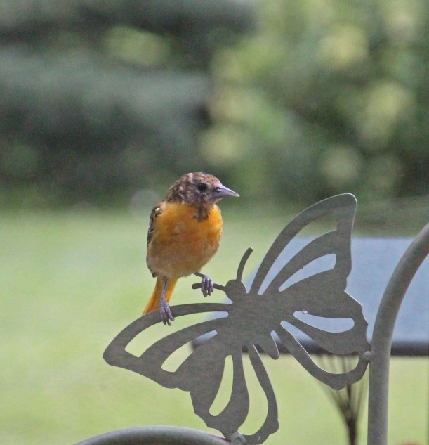 Looking for "more grape jelly lady!!"