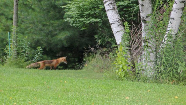Looking for rabbits in all the right places.
