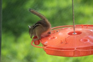 Imported Photos 01590