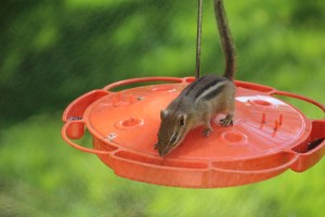 Imported Photos 01592