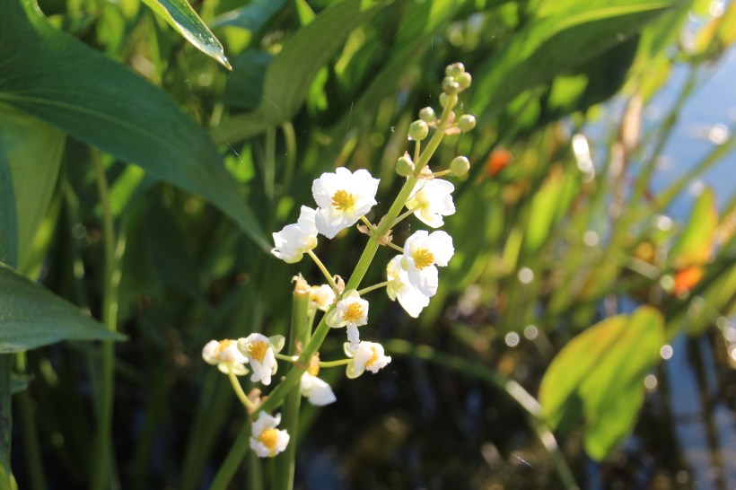 Does anyone know what this is?  It was in the pond.