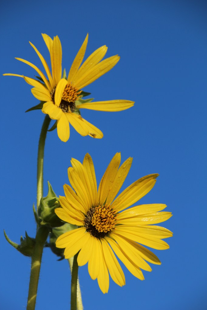 Reaching for the sky
