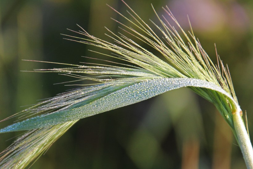 Grass ready to go to seed