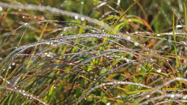 Dew