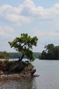Southern pine