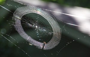 Little spider working hard.