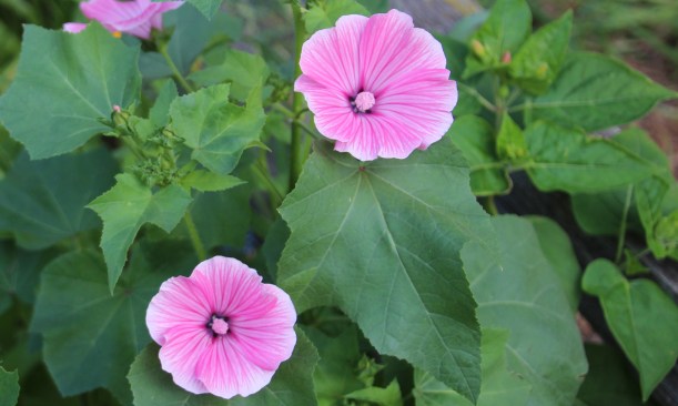 Does anyone know what this is?  About 3 feet tall.