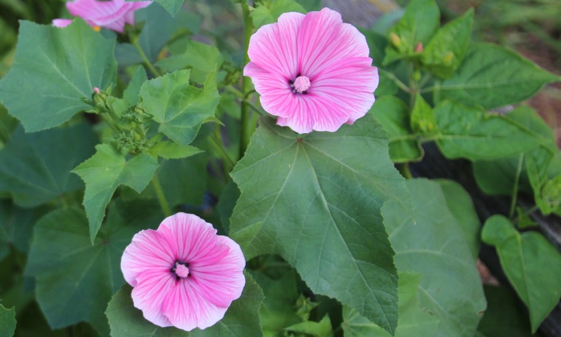 Does anyone know what this is?  About 3 feet tall.