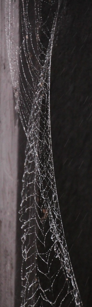Twisted web.