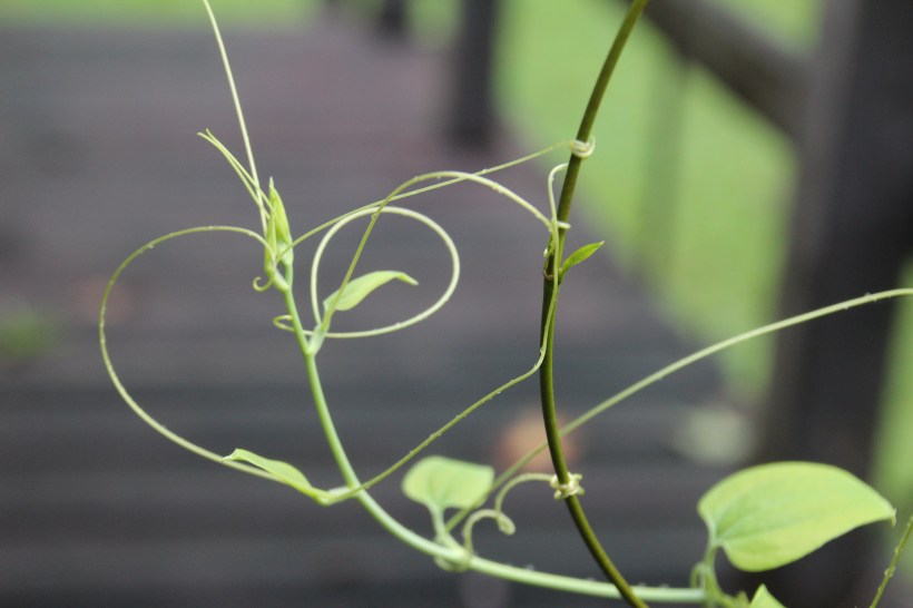 Imported Photos 00847