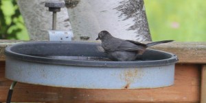 A nice cool bath is just the thing!
