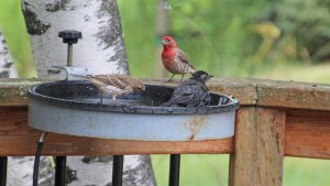 Look!  She's hogging the bath!