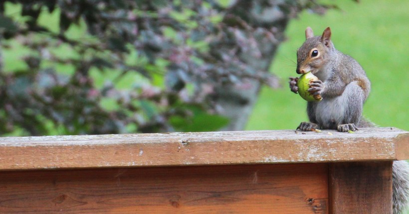 squirrel edited August 2015