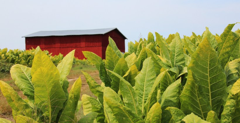 Kentucky tobacco field.