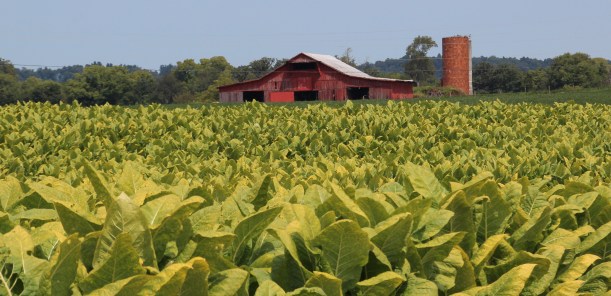 Tobacco barn