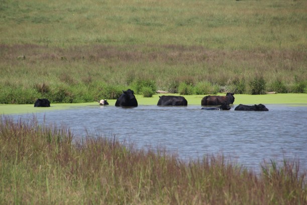 Summer swimming time