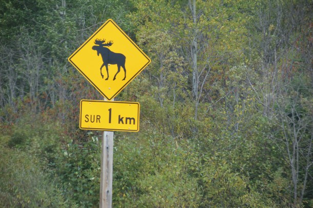 There was also a sign that said if a moose destroyed your car, call 511.