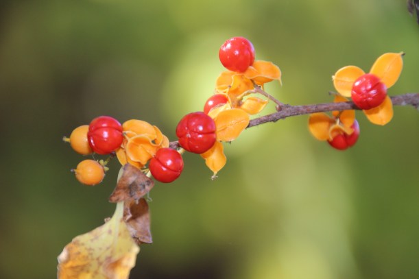 Orange berry memories.