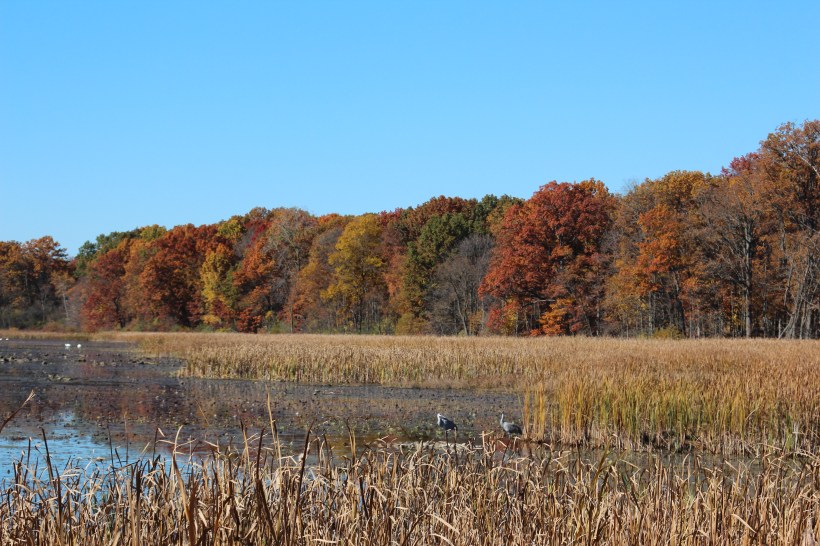 More cranes out in the marsh.