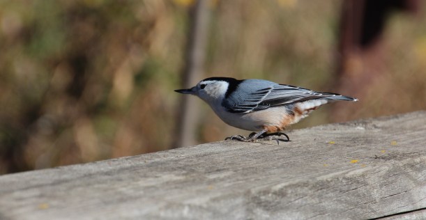 Nuthatch stops for a fleeting moment to say hi.
