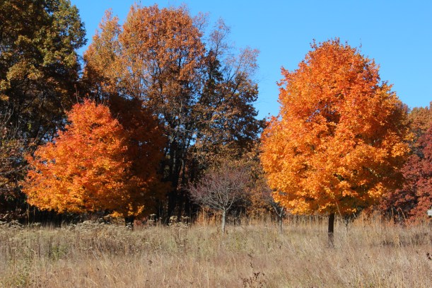 A surprise punch of color.