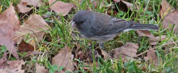 Hello hello!  I'm HERE!