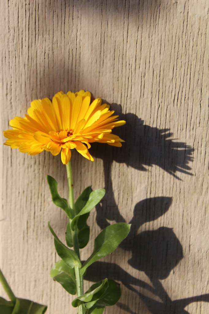 Hiding up against the garage.