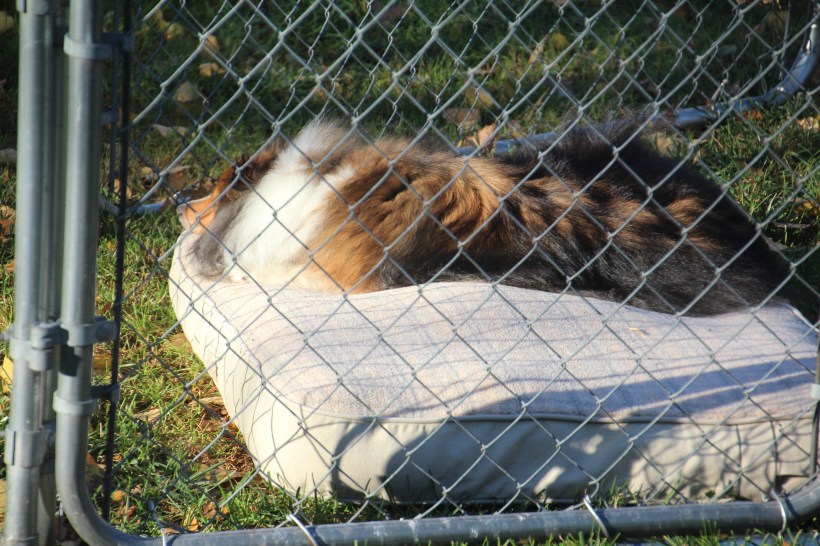 Not napping.  Just resting my eyes.