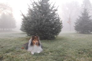 It's a grey day mama.