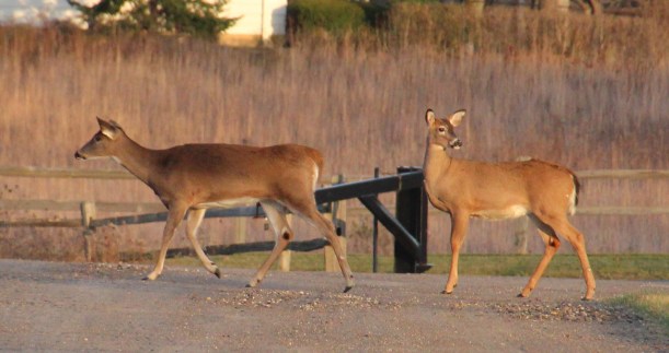 They're infringing on my park!