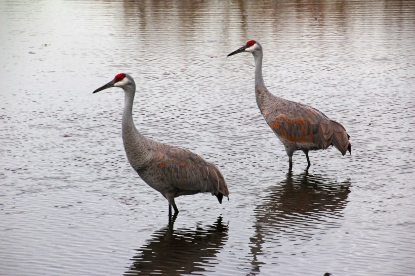 Walking near the shore.