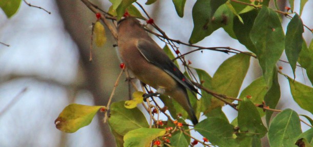 Can you tell what this is?