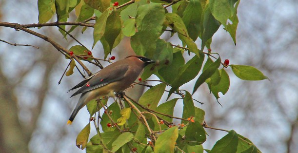 Can you see the tail?