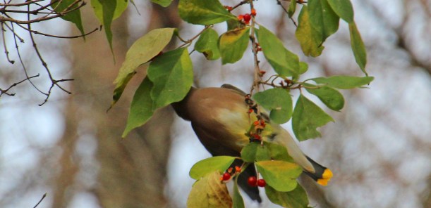 Pretty under side of the bird.