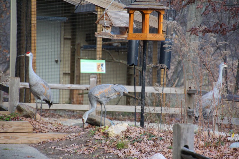 Cranes are EVERYWHERE!