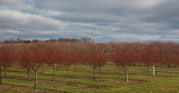 Cherry trees under heavy sky