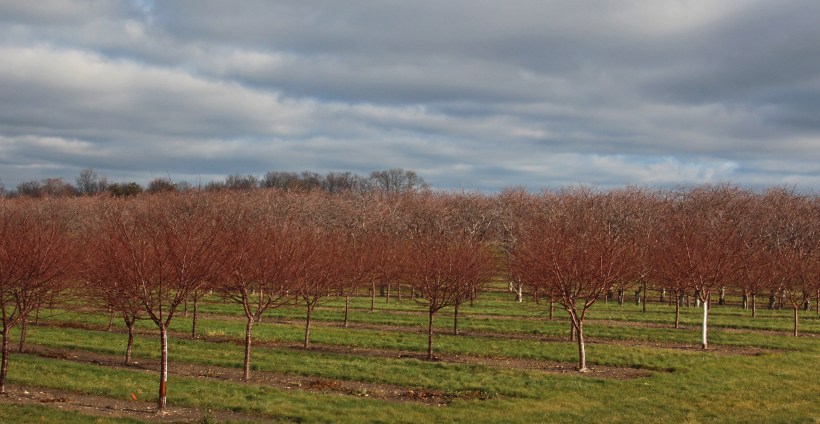 Cherry trees under heavy sky