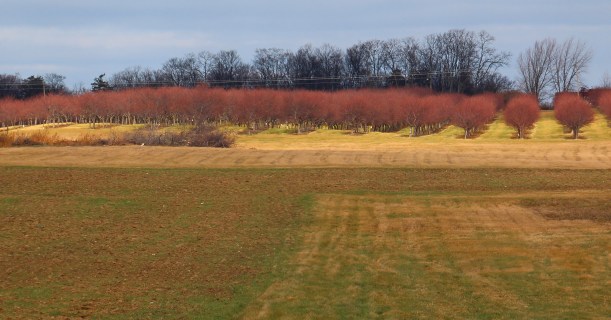 Cherry trees glow in a bit of sun