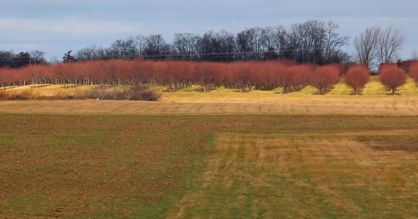 Cherry trees glow in a bit of sun