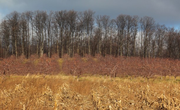 Cherry orchard tucked behind a corn field